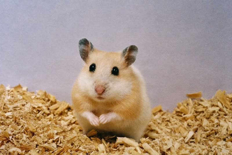 A hamster standing on fresh wood shavings