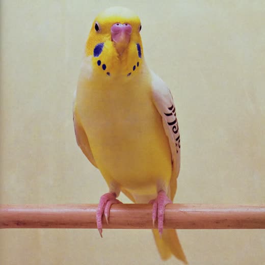 A yellow budgerigar on a plain wooden perch